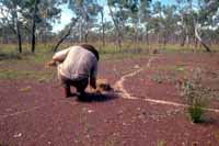 Ant trail