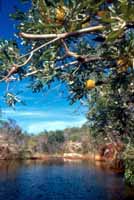 Banksia and creek