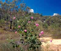 Wild hibiscus, one of many we saw