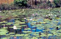 Lily Pond