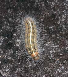 Caterpillar, R Willis 