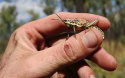 Grasshopper, P Benjafield