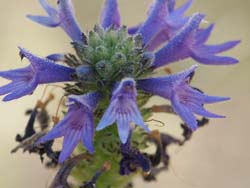 Wildflower, R Willis