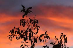 Sunset, P Benjafield 