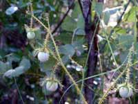 Bush tomato