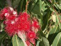 Swamp bloodwood
