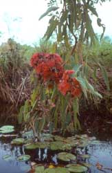 Swamp bloodwood