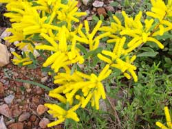Acacia close up