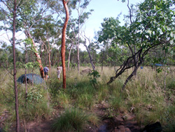 Biddlecombe Camp