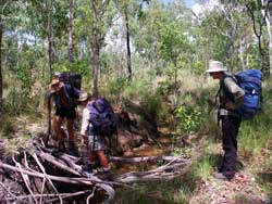 Tree root bridge