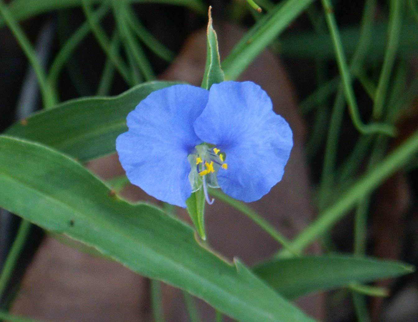 Wandering jew