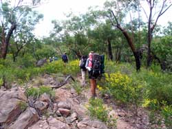 Walking through the wattles