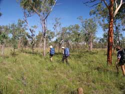 Walking through the open woodland