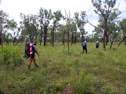Open woodland, dry walking