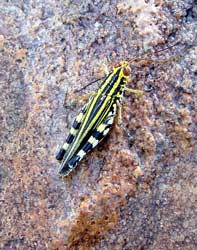 Grasshopper, photo S Grant