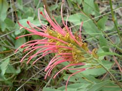 Grevillea goodii, photo S Grant