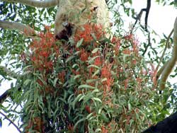 Mistletoe, photo S Grant
