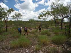 Walking through the spinifex