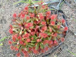 Sundews, photo S Grant