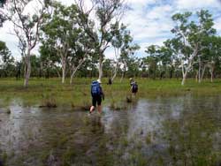 Walking through a wet season swamp