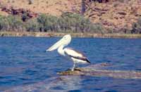 Pelican. The canoe allows you to get quite close to the birds.