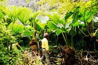 Large leafed bush, photo B Swain