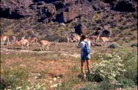Up close with wild guanacos