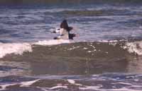 Oystercatchers at the edge of the southern ocean