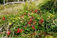 Wildflowers, photo B Swain