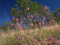 Gomphrena, R Willis 