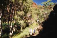 Walking throuigh the paperbarks in Dales Gorge