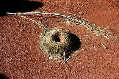 Mulga ant nest, photo R Willis
