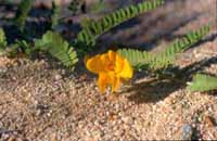 One of the many wildflowers