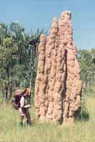 Termite mound on the Waterfall Creek Plateau