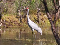Brolga, R Willis 