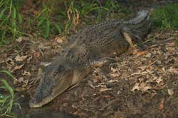 Estaurine crocodile, P Benjafield 