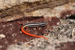 Firetail skink, P Benjafield 