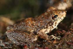 Frog, P Benjafield 