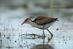 Comb crested jacana, P Benjafield 