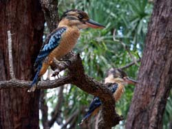 Blue-winged kookaburra, R Willis 