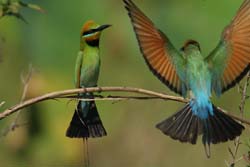 Rainbow bee eater, P Benjafield 