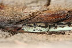 Snake, P Benjafield 