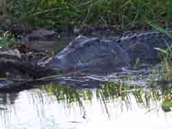 Resting crocodile