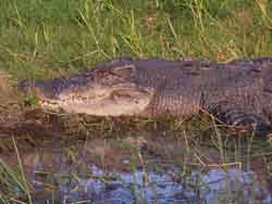 Basking crocodile