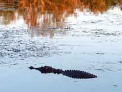 Swimming crocodile