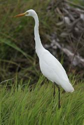 Egret, photo P Benjafield