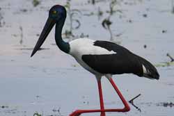 Jabiru, photo by P Benjafield