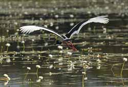 Jabiru taking off, photo P Benjafield
