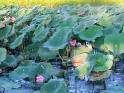 Lotus lilies