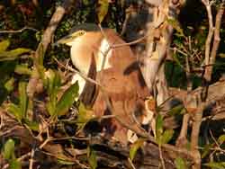 Rufous night heron